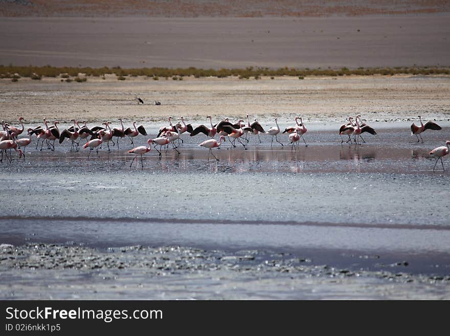 Flamingos