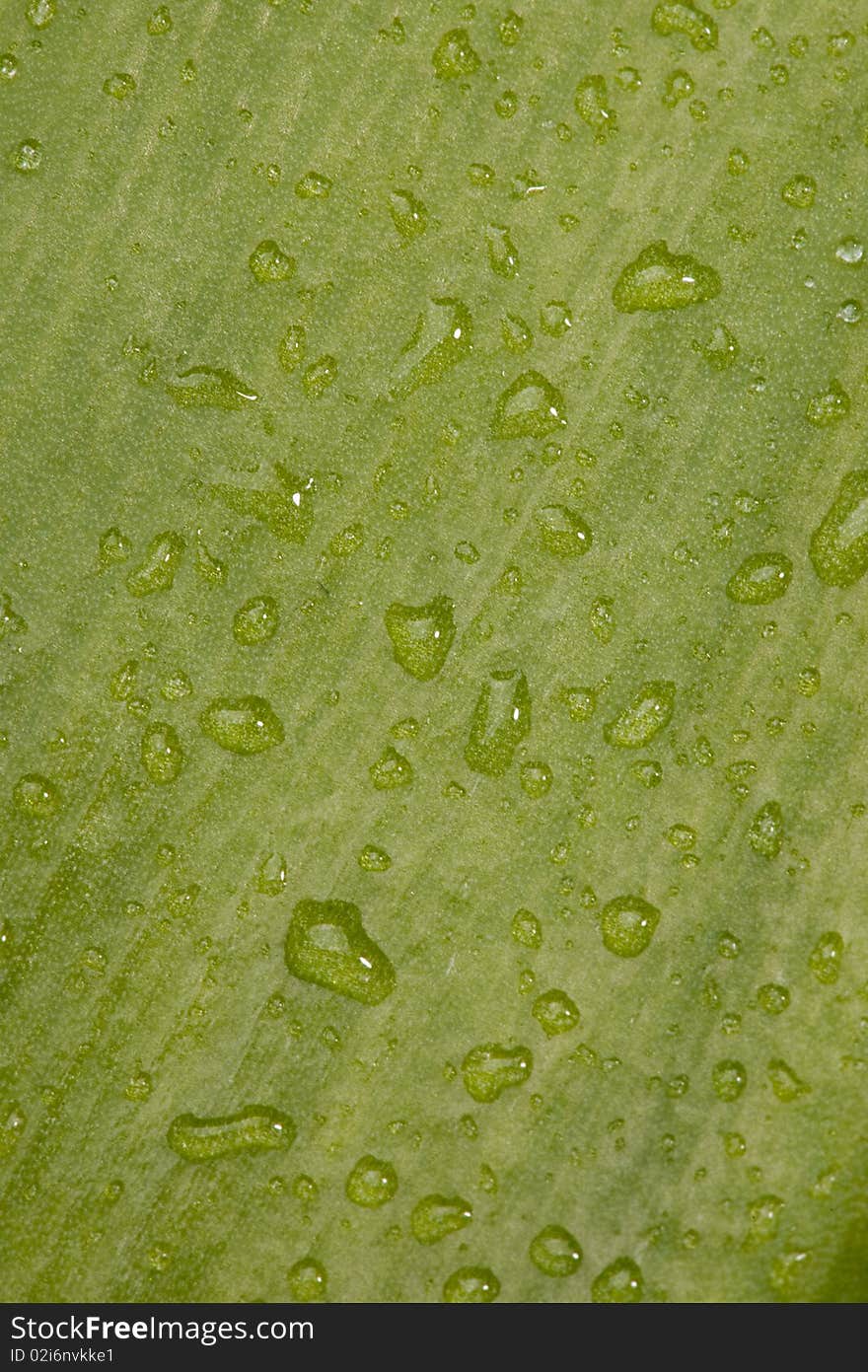 Water drops on a green background