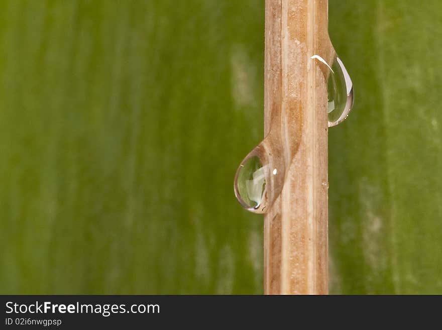 Water drops flow down on a tree branch