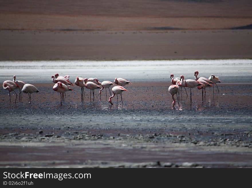 Flamingos