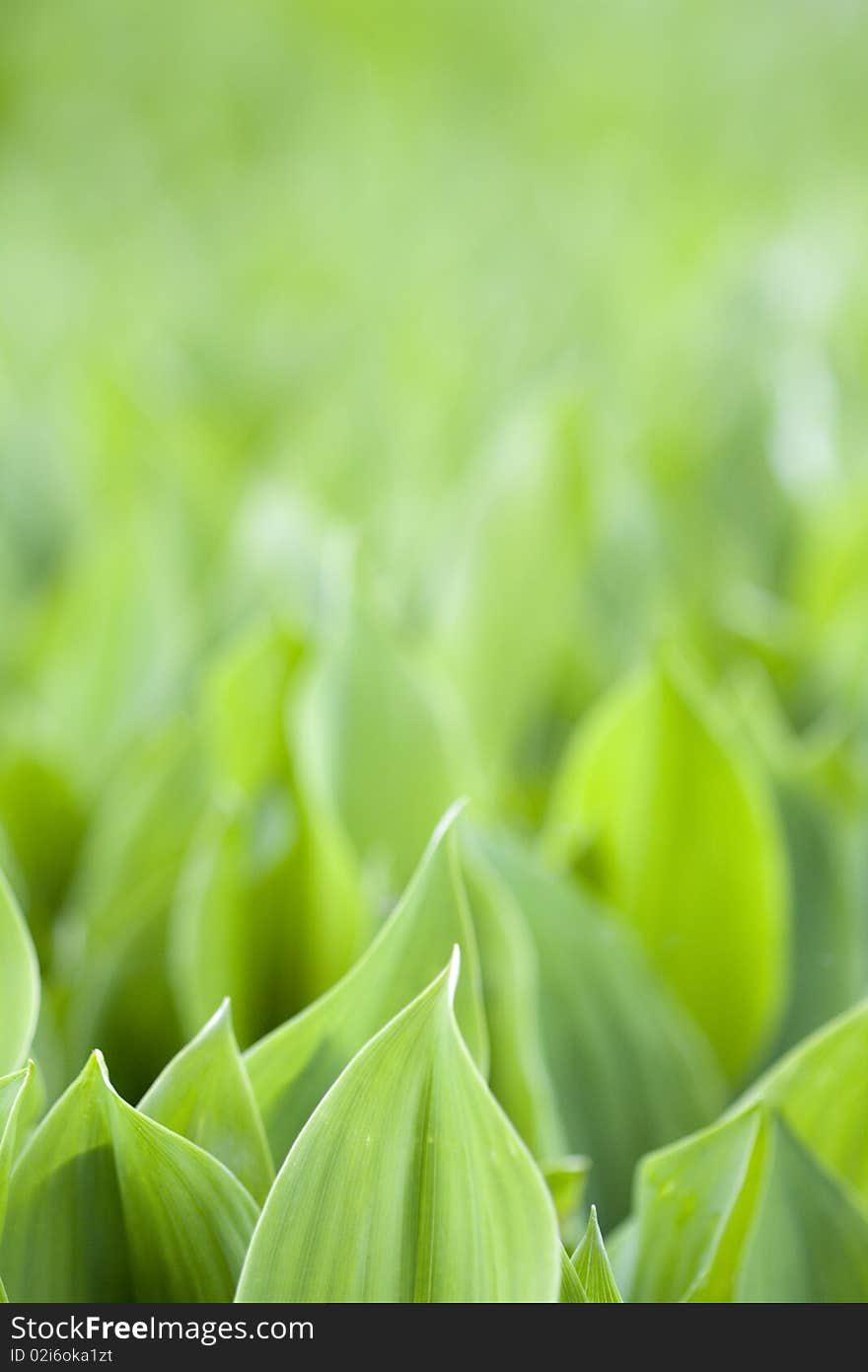 Focus on fresh green leafs of lilies