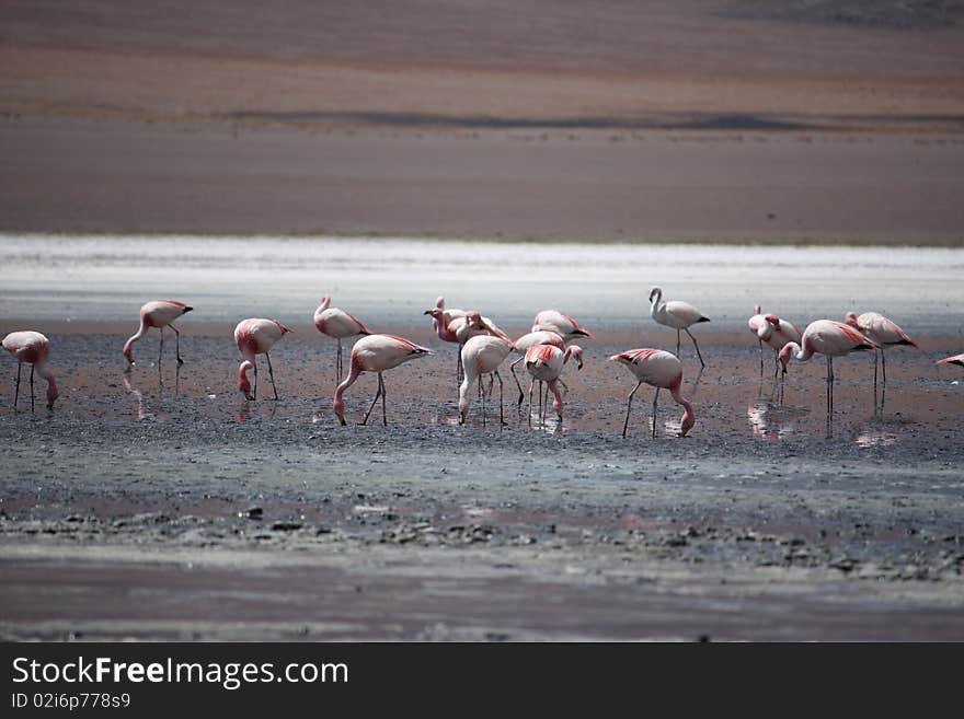 Flamingos