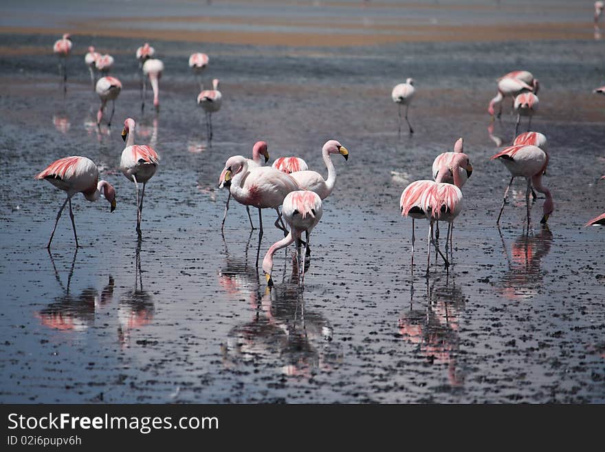 Flamingos