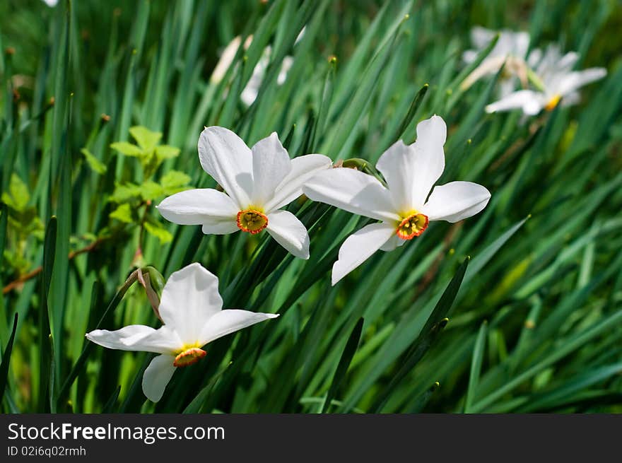 Wonderful, colorful  fresh narcissuses flowers by spring. Wonderful, colorful  fresh narcissuses flowers by spring.