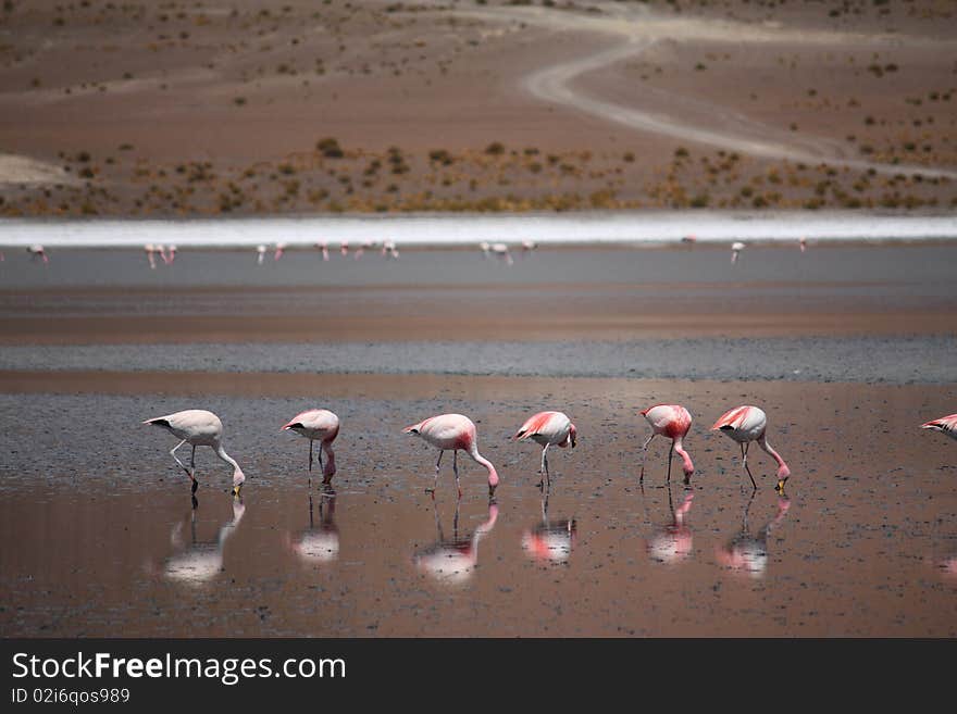 Flamingos