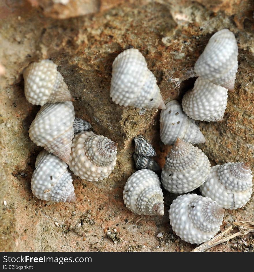 Multiple seashells on a rock near the coast very close together. Multiple seashells on a rock near the coast very close together.