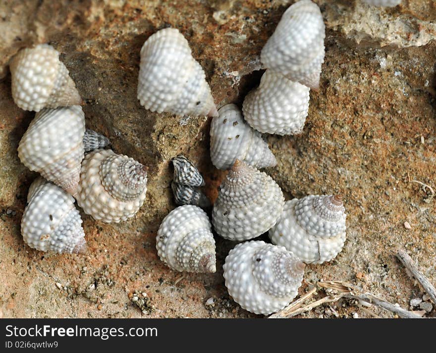 Seashell collection on a rocky edge near the coast. Seashell collection on a rocky edge near the coast