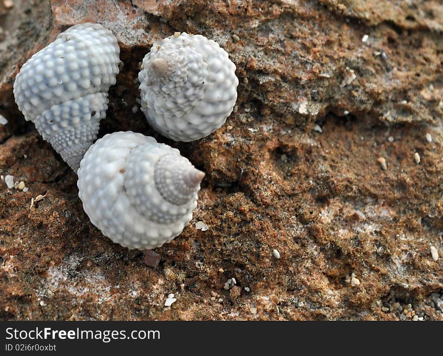 Tree seashells on a rocky edge near the coast. Tree seashells on a rocky edge near the coast.