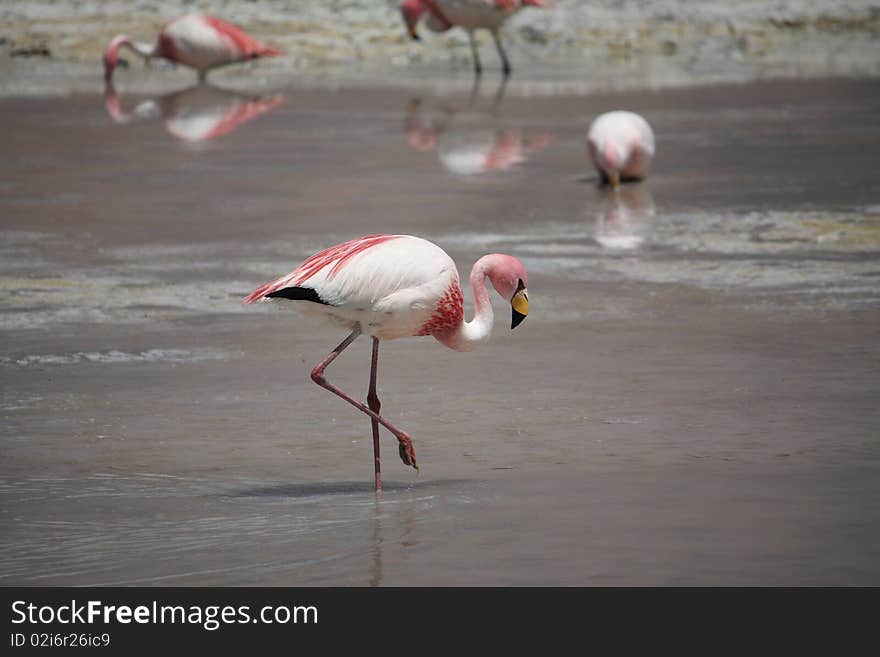 Flamingos