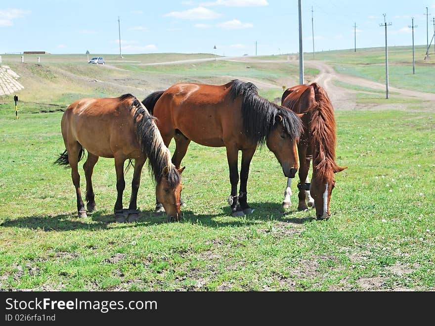 Three brown  horses on lawn and road