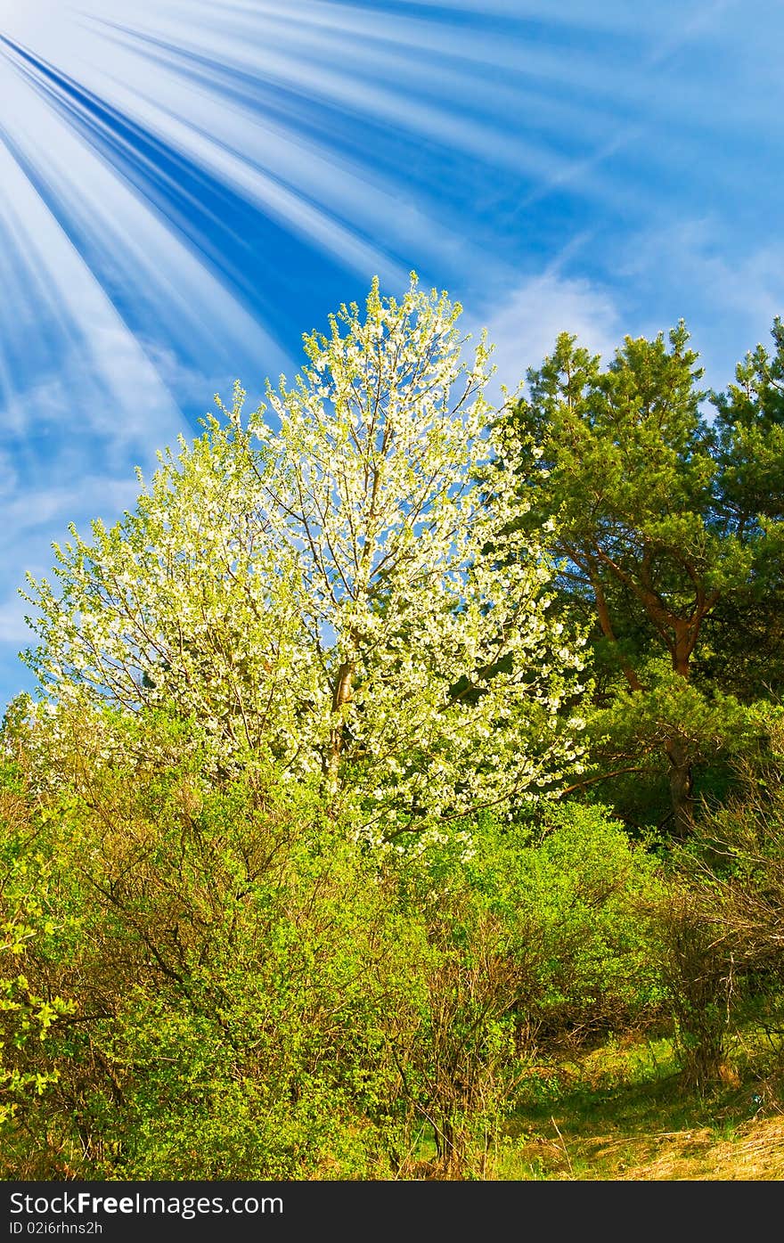 Beautiful sun above spring forest by springtime.