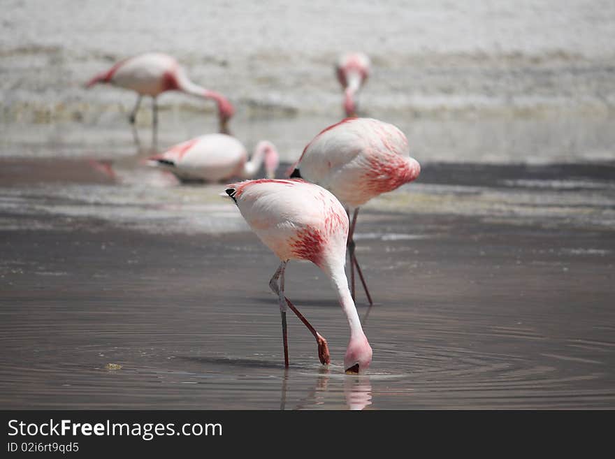 Flamingos