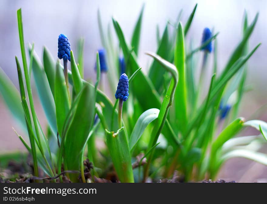 Spring Young Blue Flowers