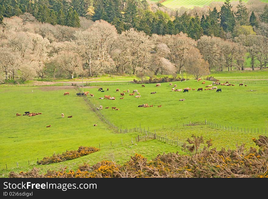 Cows put out to fresh pasture in Springtime.