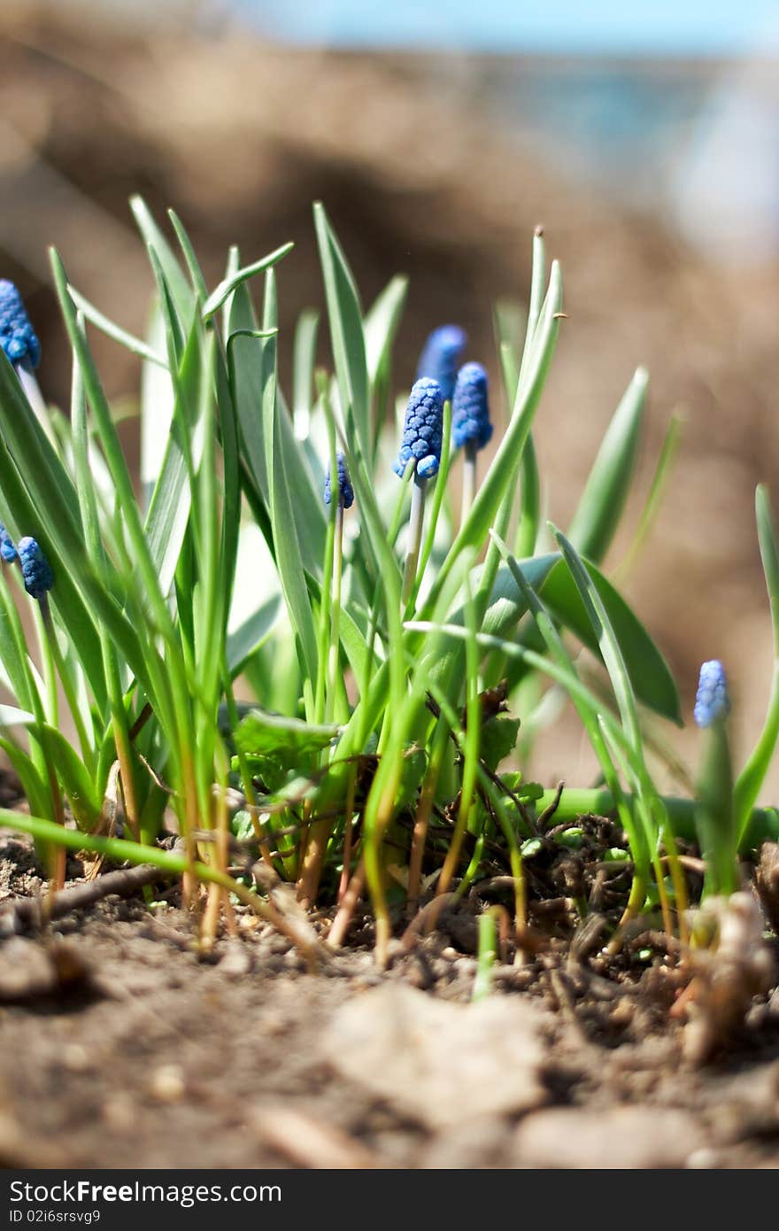 Spring young blue flowers