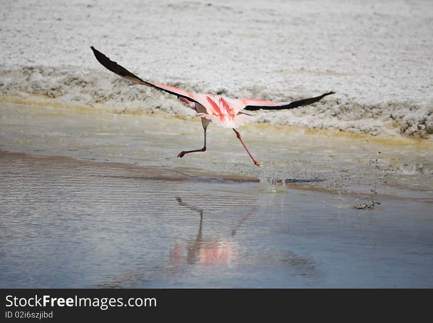 Flamingos