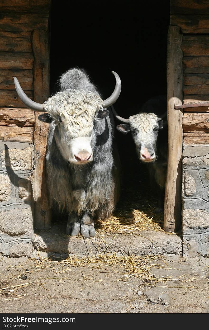 Two yaks on stall door