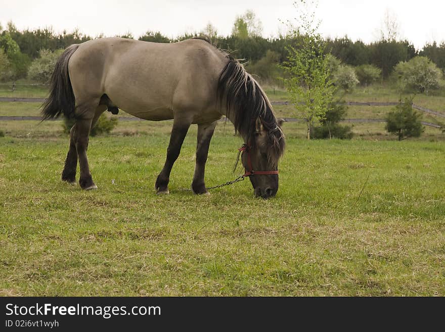 Grey horse