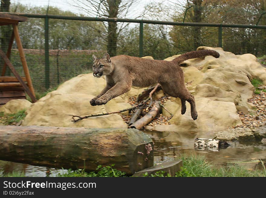 Mountain Lion