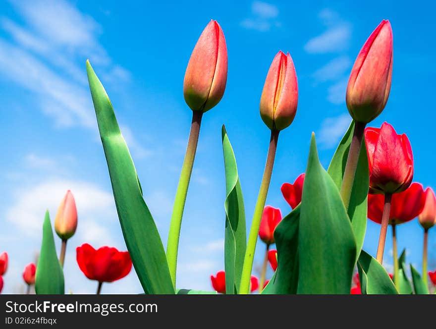 Young red tulips against the blue sky