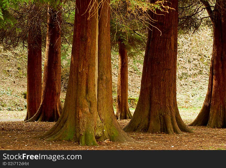 Park Trees