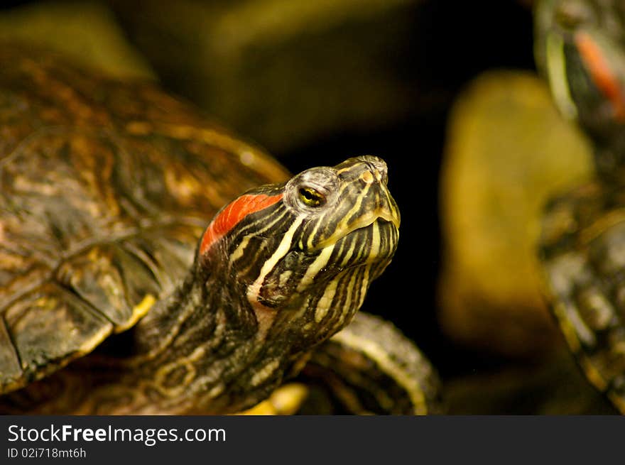 Turtle head close up, shallow depth of field