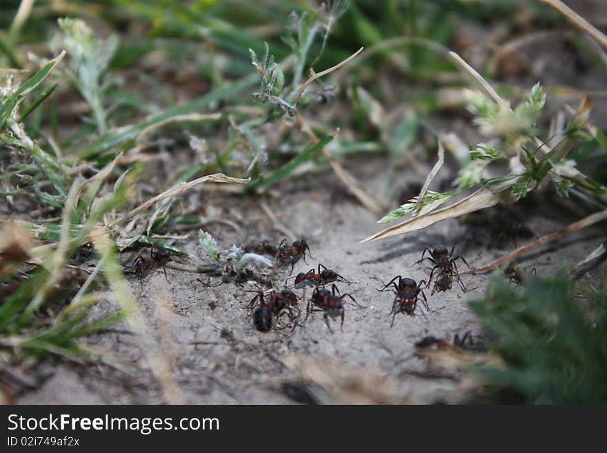 Ants walking on earth and grass