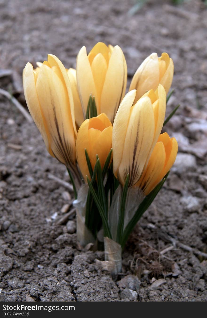 Spring yellow flowers of crocuses .