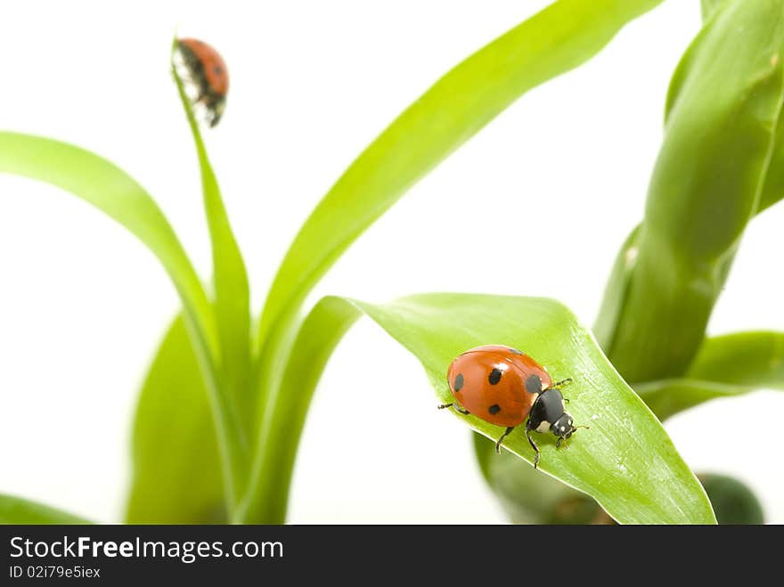 Ladybug