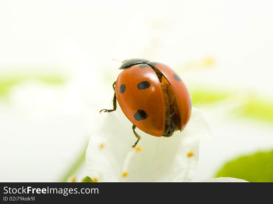 Red ladybug on green grass isolated