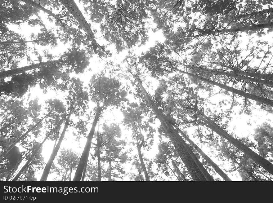 A forest with many giant trees on black and white