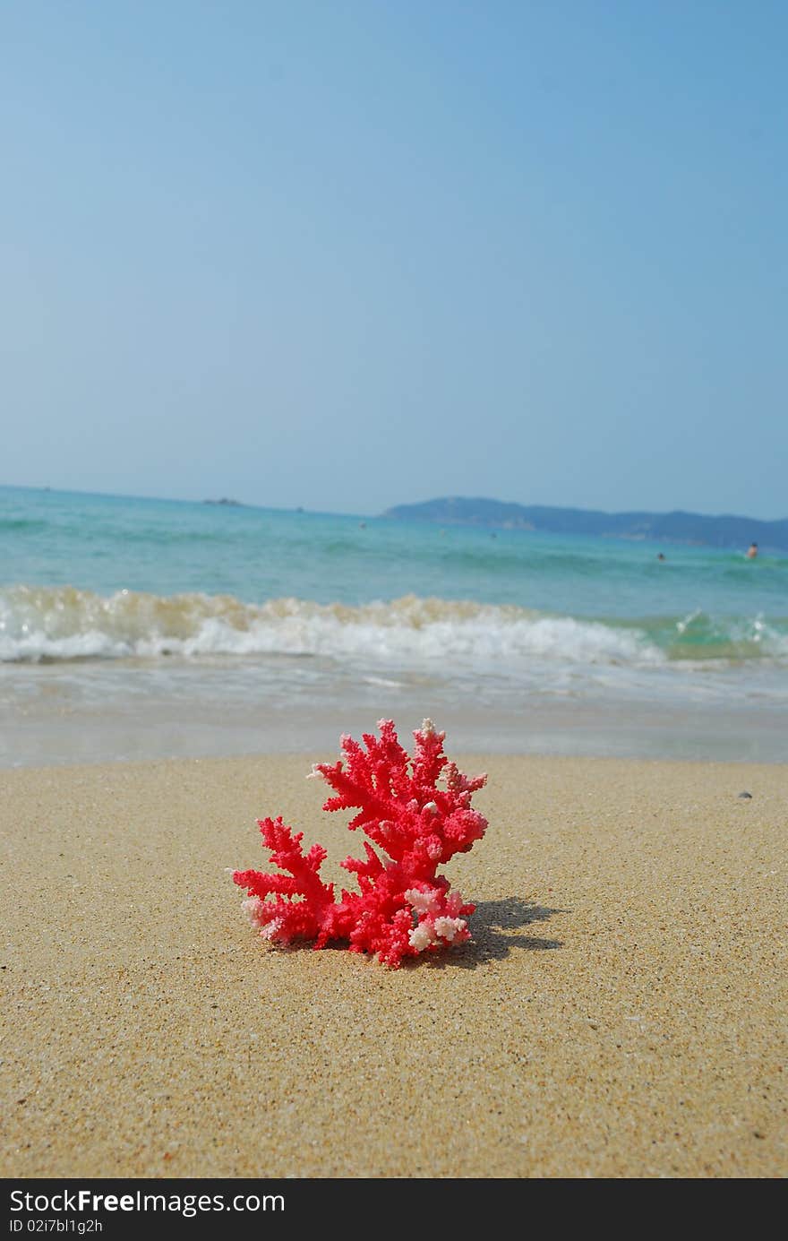 A conch shell on an exotic beach with the sea in the background. A conch shell on an exotic beach with the sea in the background