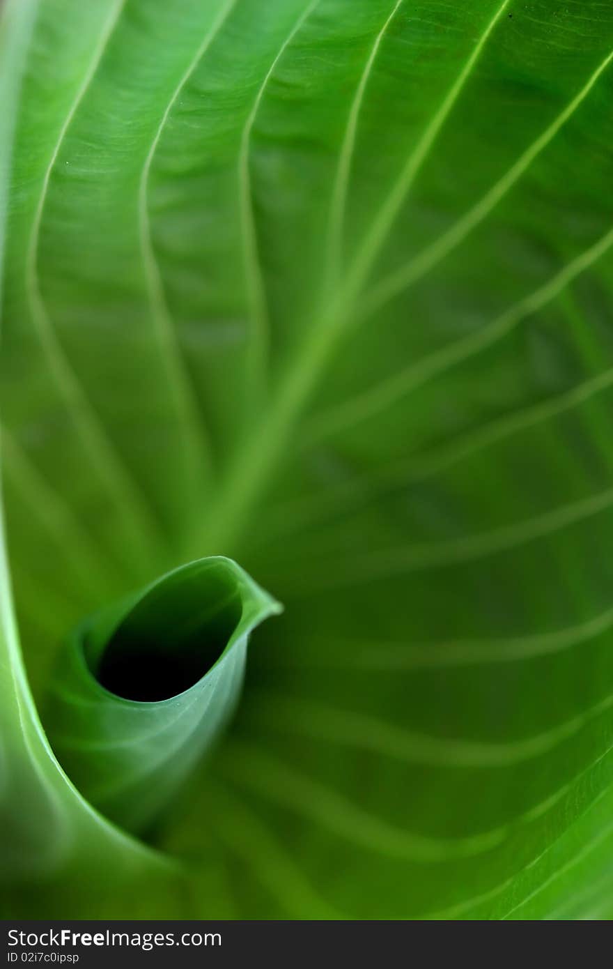 Green leaf background