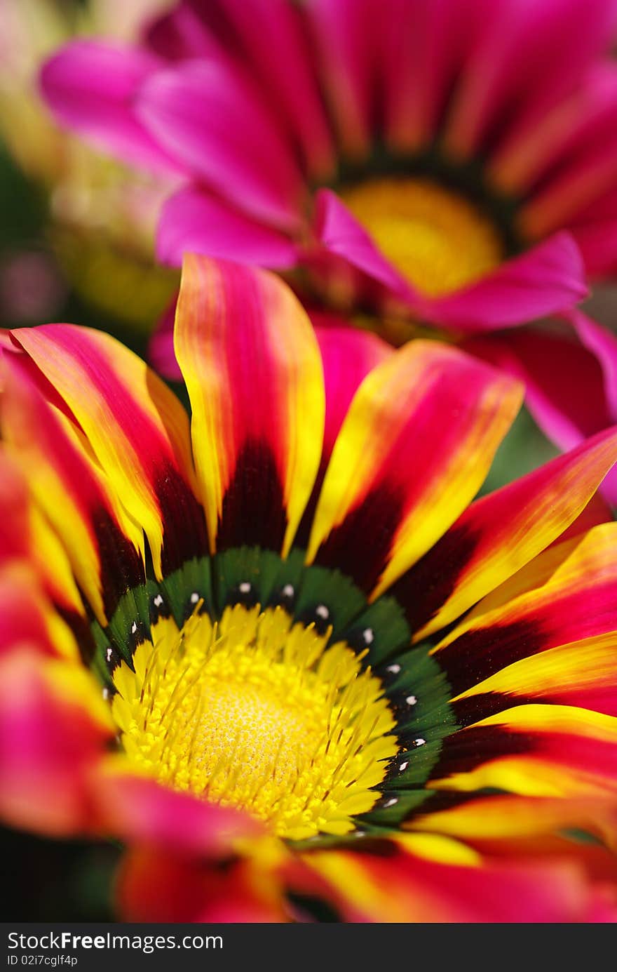 Chrysanthemum flower in Beijing botanic garden