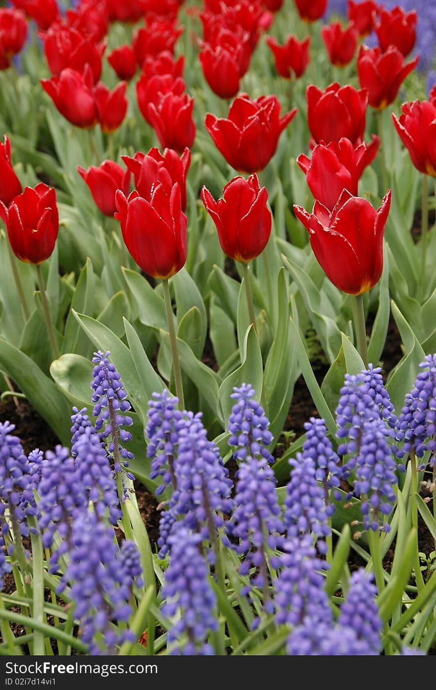 Red Tulips with Purple Muscari. Red Tulips with Purple Muscari