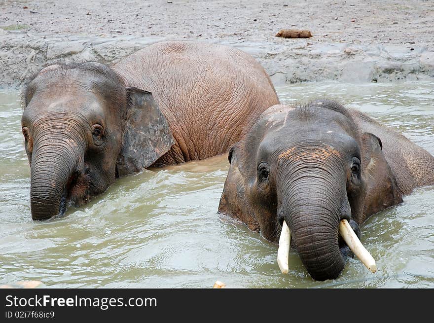 Two elephant swiiming at the pond. Two elephant swiiming at the pond