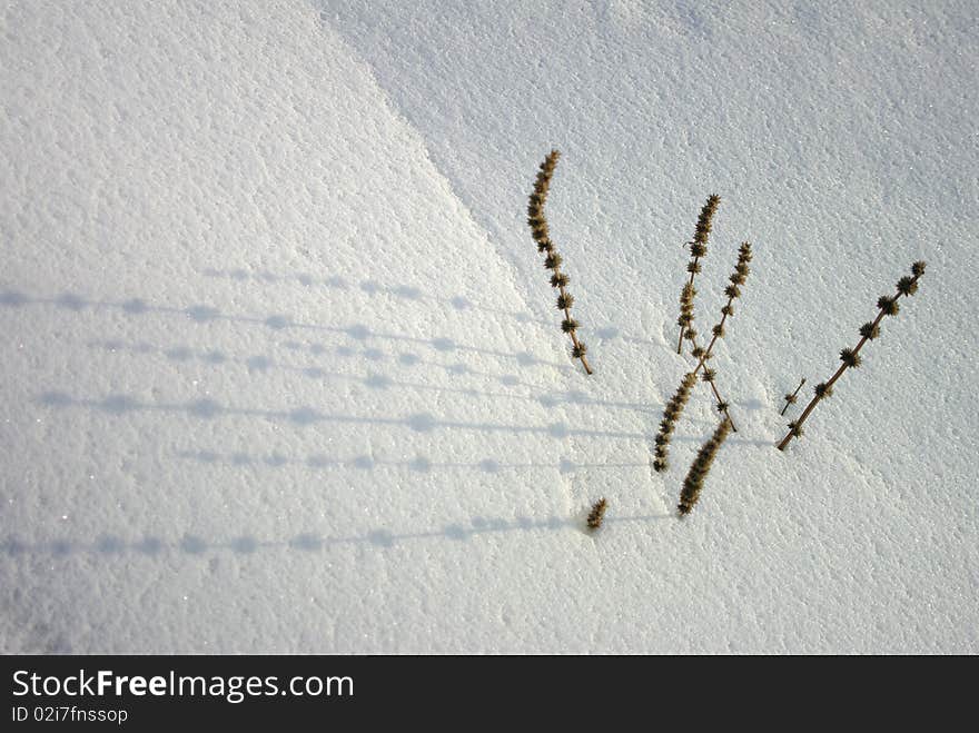 Dry Plant In Snow