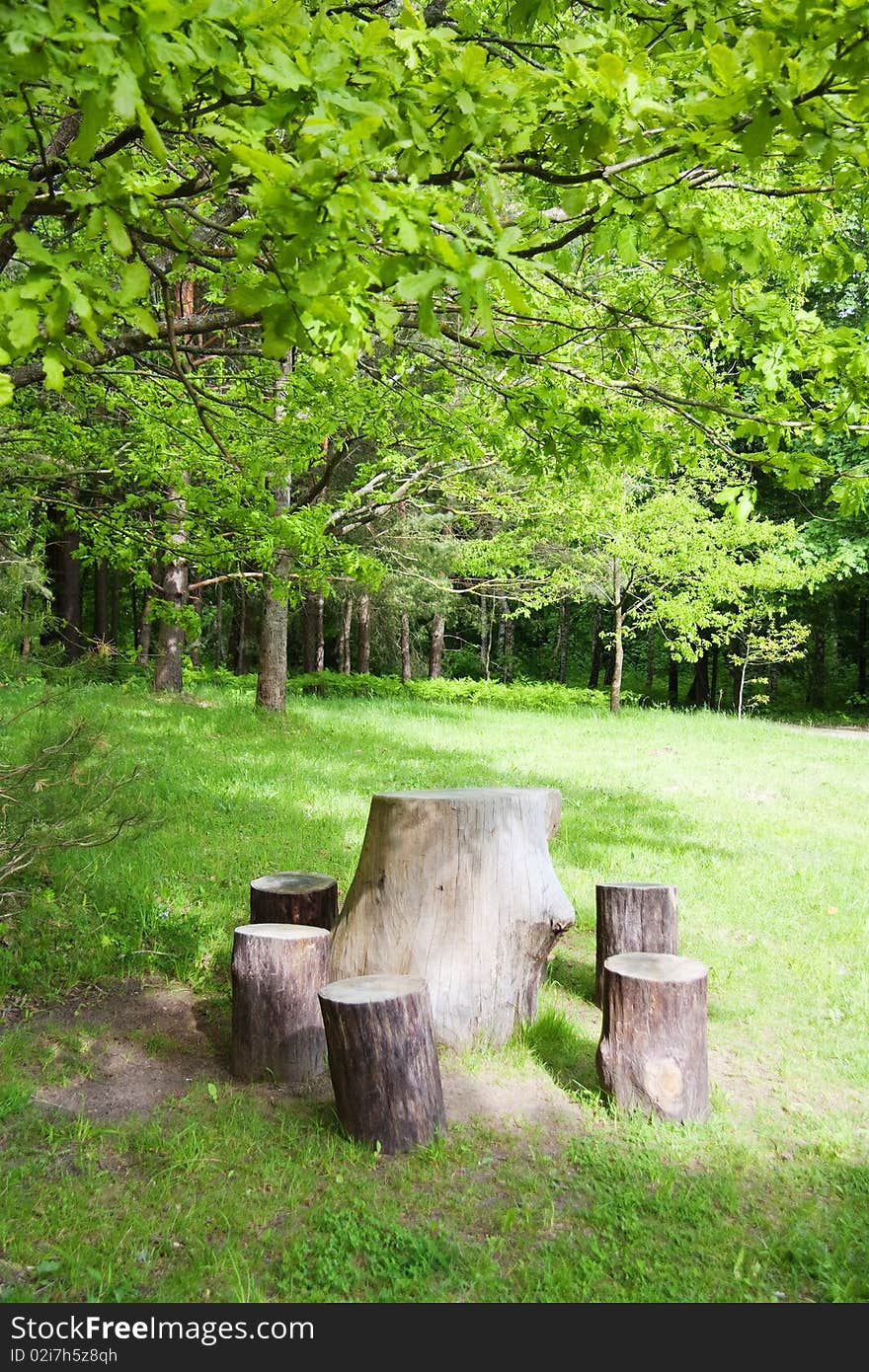 Stumps in the spring park. Stumps in the spring park