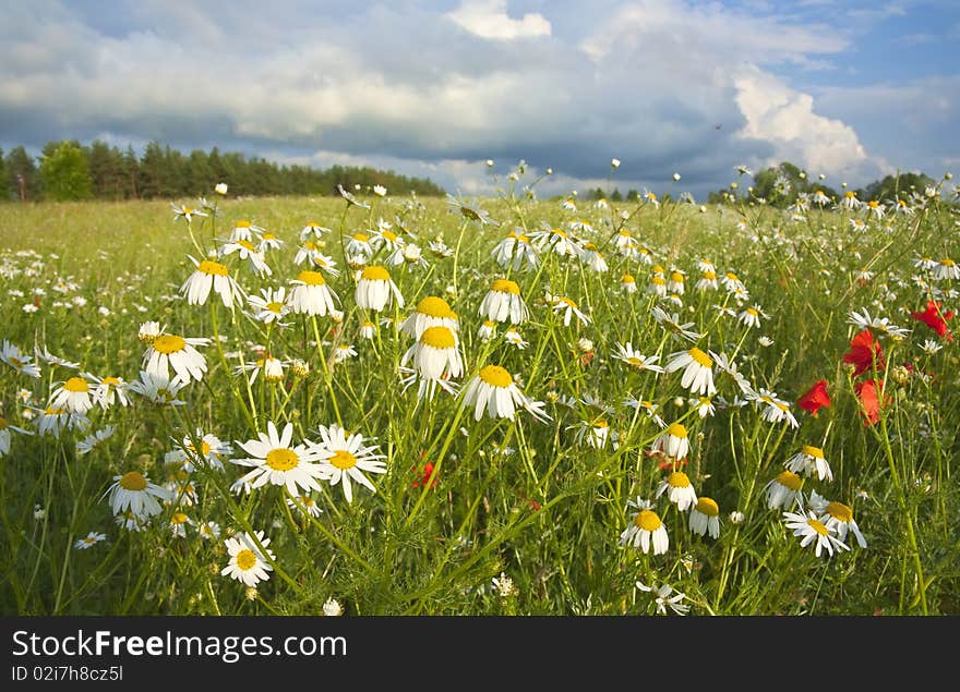 Field of flowers, summer landscape