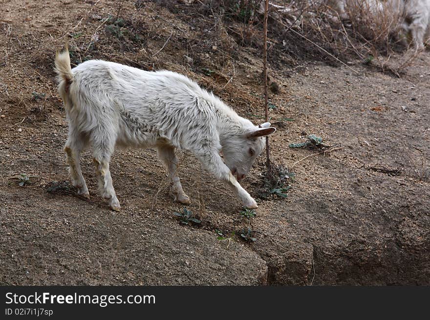 A goat is walking on the rocks road.