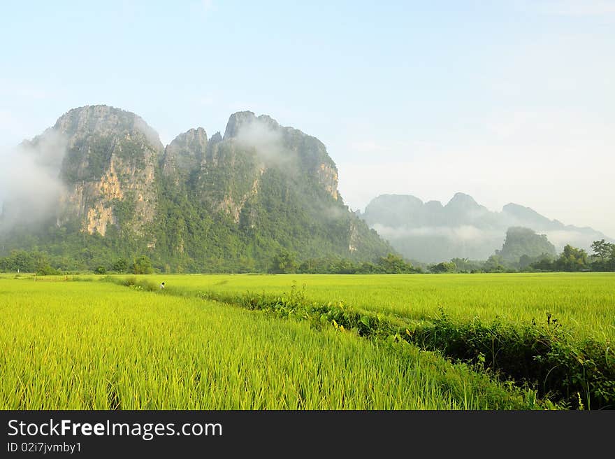 Rice fields and Mountain in Laos