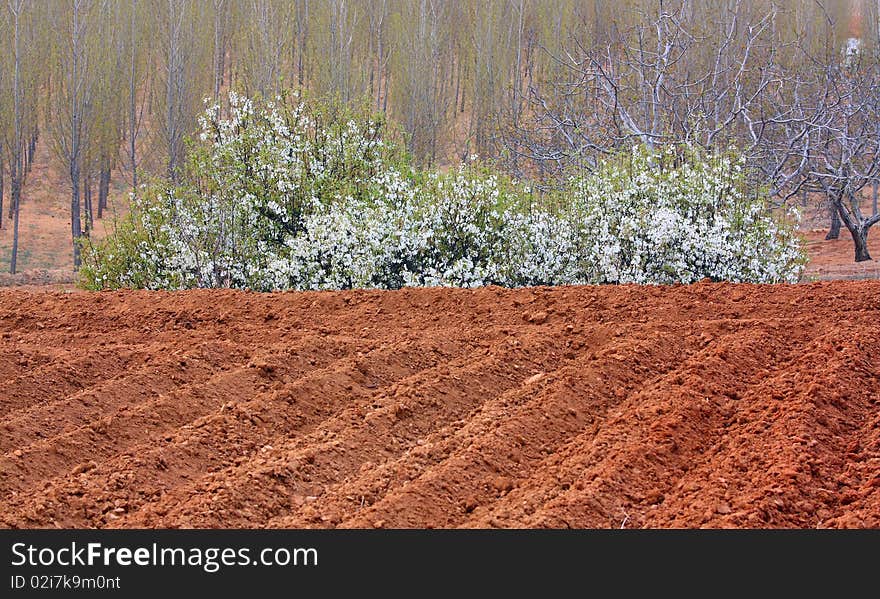 Pear blooming in fields