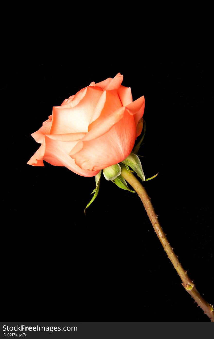 The rose isolated on black