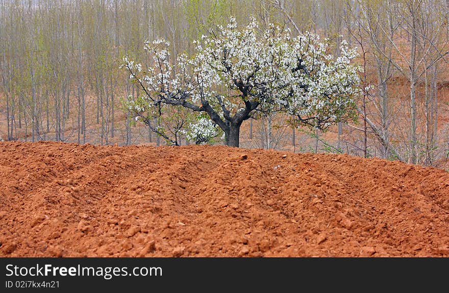 The pear in farmland in spring.