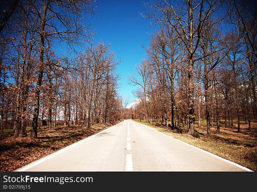 Straight road with white line and a surrounding forest