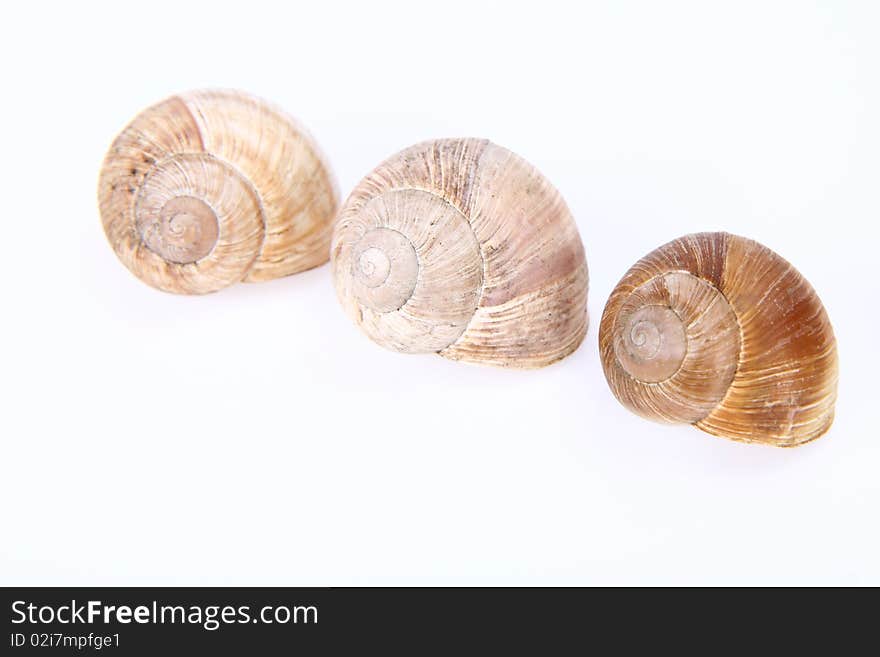 Empty snail shells on white background