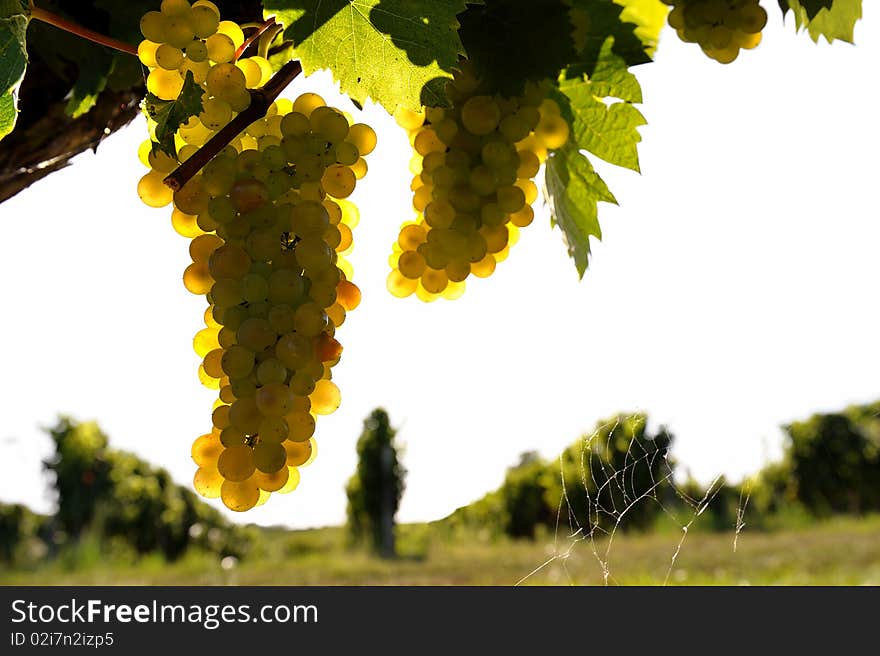 Bunch of grapes in the South West of France. Bunch of grapes in the South West of France