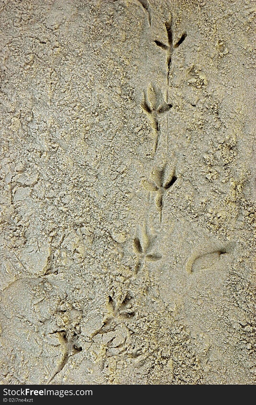 Bird foot prints in the sand on the Tel Aviv beach. Bird foot prints in the sand on the Tel Aviv beach.