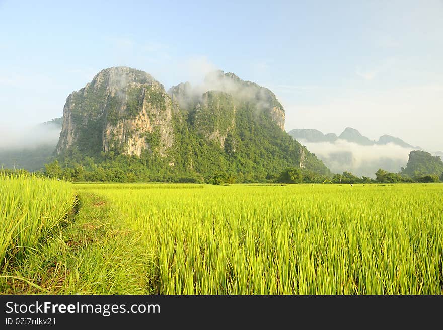 Rice fields and Mountain in Laos