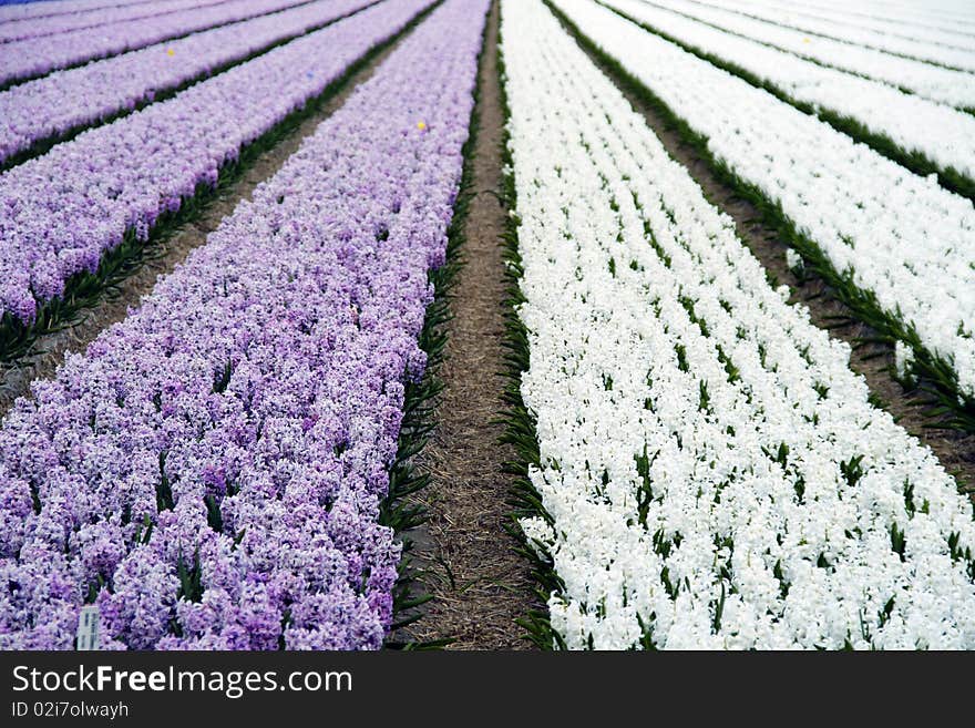 Field of hyacinths in purple and white